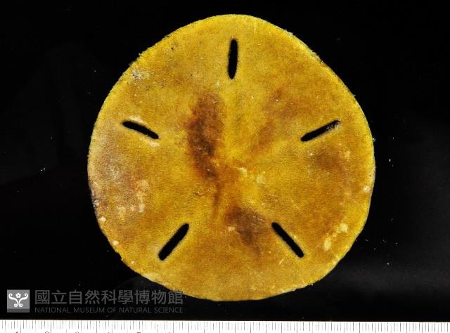 曼氏星盾(孔楯)海膽藏品圖，第4張