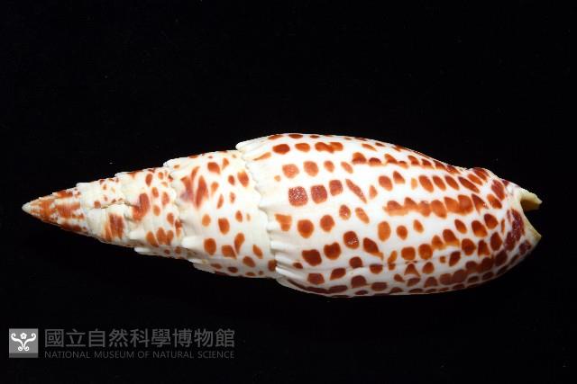 大紅牙筆螺藏品圖，第4張
