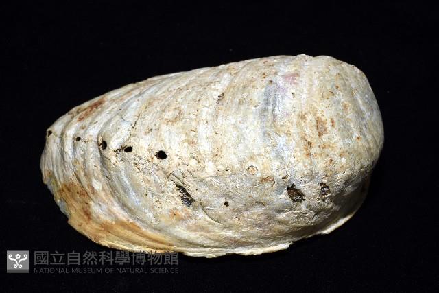 孔雀鮑螺藏品圖，第4張