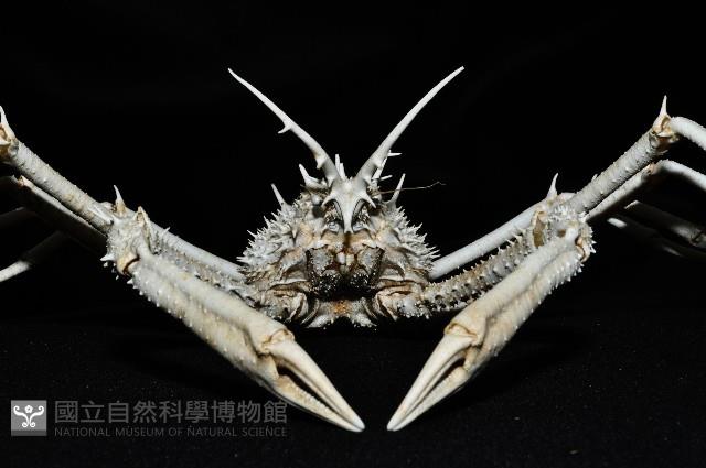 羚角密刺蟹藏品圖，第4張