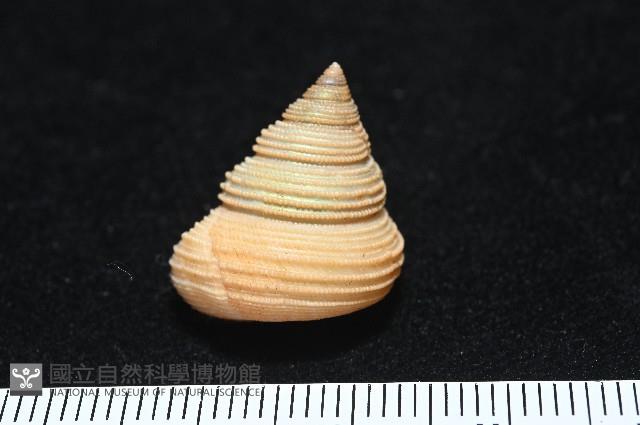 景林鐘螺藏品圖，第4張
