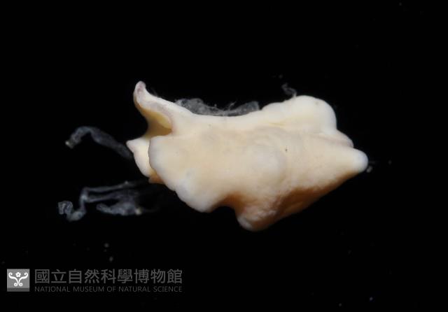 新種海天牛藏品圖，第4張