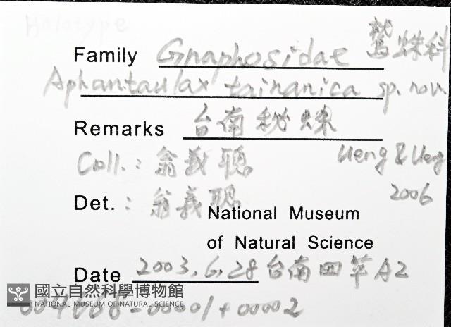 臺灣秘蛛藏品圖，第4張