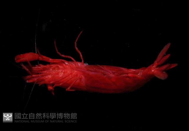 海羊齒共生長臂蝦之一種藏品圖，第4張