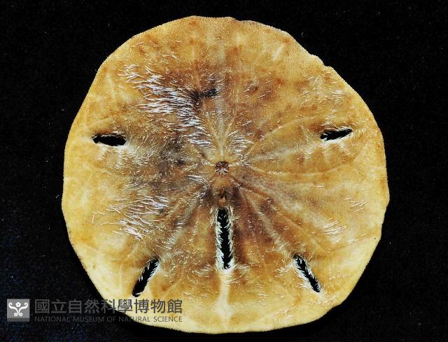 等格蜜餅海膽藏品圖，第4張