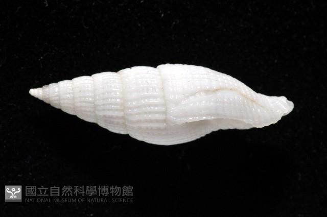 玉麟蛹筆螺藏品圖，第4張