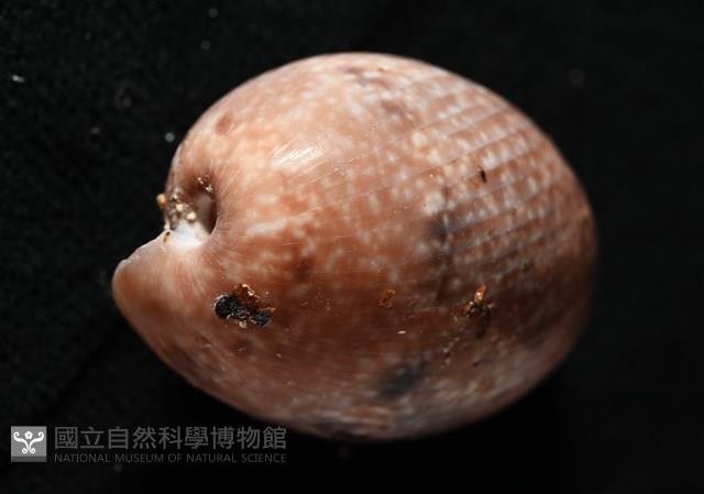 棗螺藏品圖，第4張