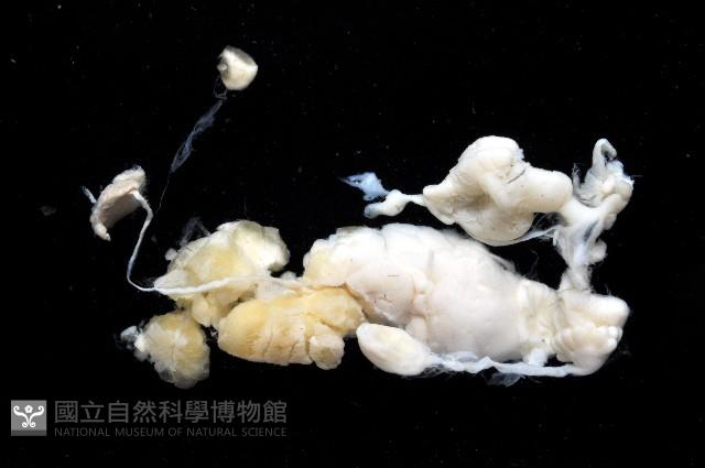 寶山蛞蝓(新種)藏品圖，第4張