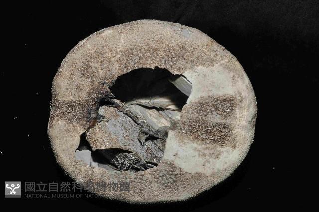 易碎脆心形海膽藏品圖，第4張
