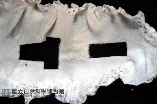 大盤扁蟲藏品圖，第4張