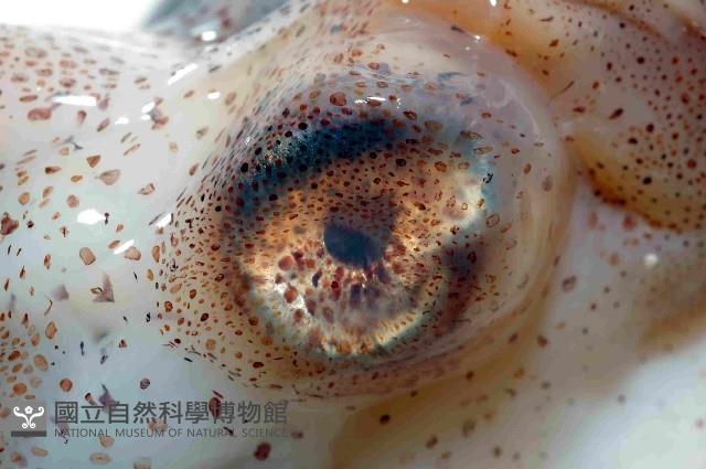 扁船蛸藏品圖，第4張