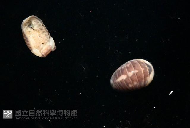 奇妙摩氏球馬陸藏品圖，第4張