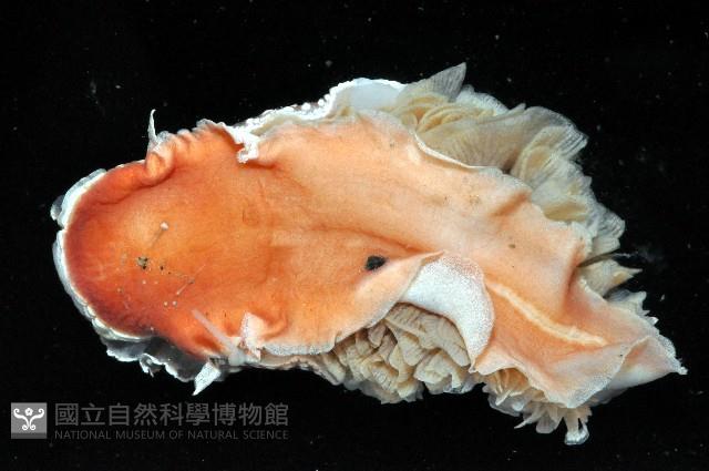 舌片鰓海蛞蝓藏品圖，第4張