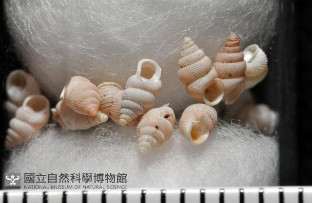 石山芝麻蝸藏品圖，第4張