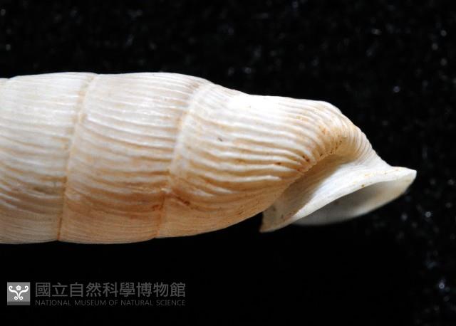 登錄號:004723-00002藏品圖，第4張