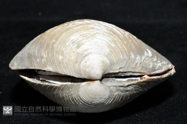 台灣滿月蛤藏品圖，第4張