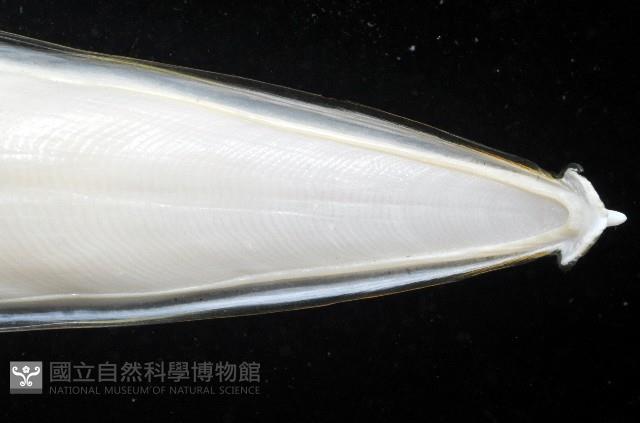 叉尾烏賊藏品圖，第4張