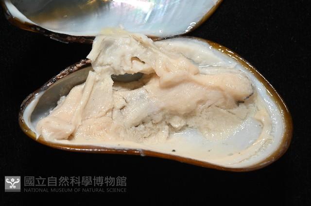 平端深海殼菜蛤藏品圖，第4張