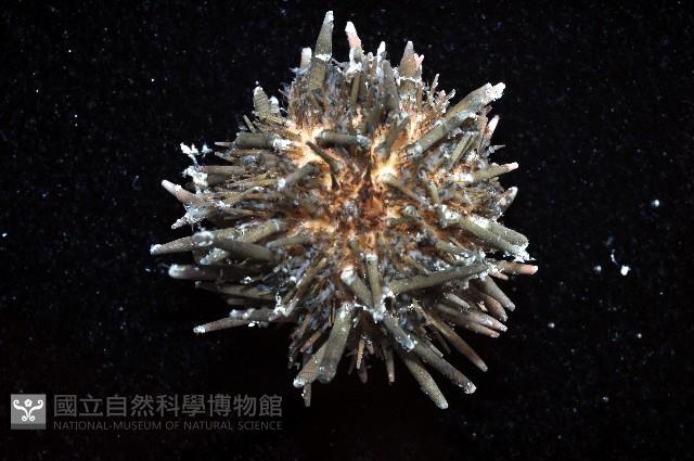口鰓海膽藏品圖，第4張