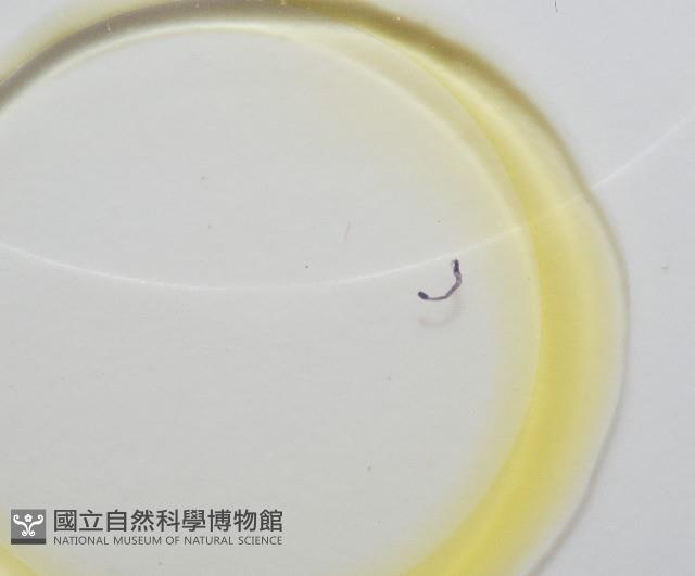 新種鯊魚絛蟲-01藏品圖，第4張