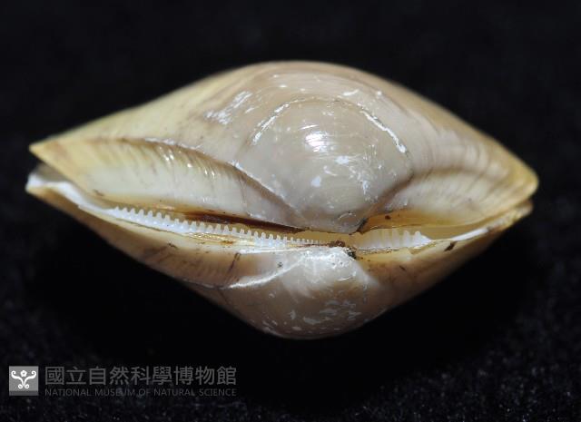 黃錦蛤藏品圖，第4張