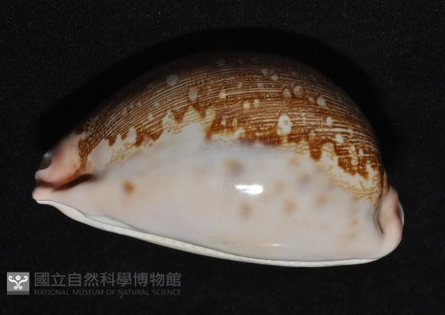 泛紅地圖寶螺藏品圖，第4張