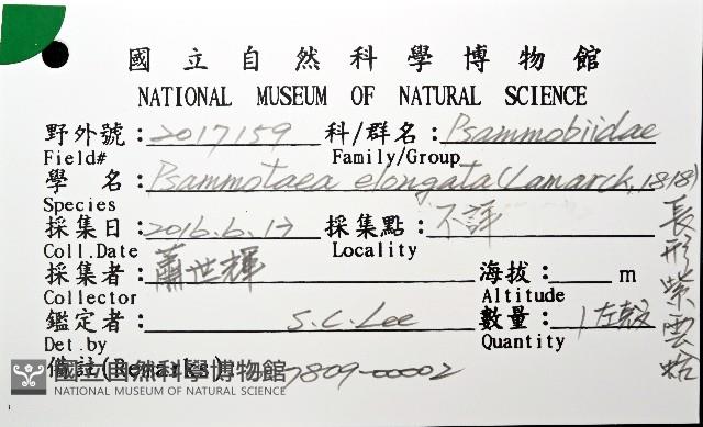 長形紫雲蛤藏品圖，第4張