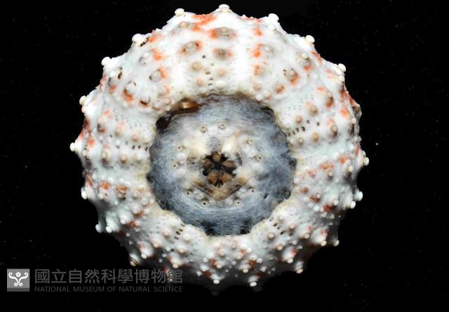 浪腔海膽(波紋腔海膽)藏品圖，第4張