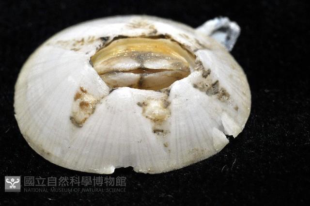 龜藤壺藏品圖，第4張