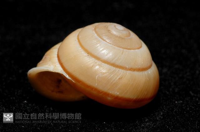 紅左旋栗蝸牛藏品圖，第4張
