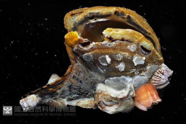 膨肚(大肚)鶯蛤藏品圖，第4張