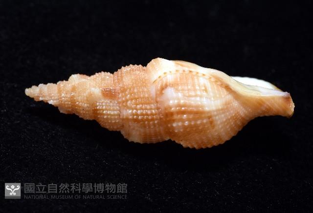 細鋸布紋螺藏品圖，第4張