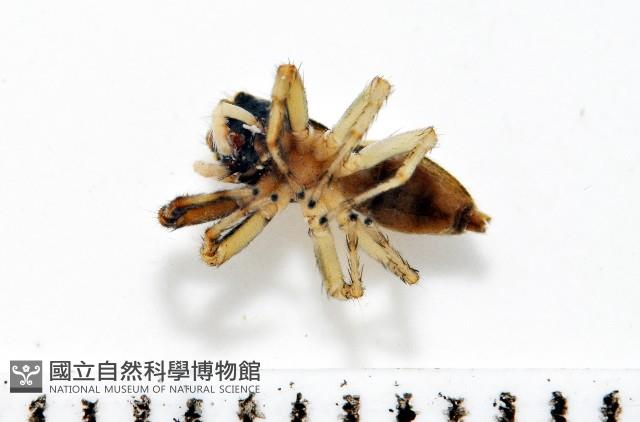 多色金毛蛛藏品圖，第4張