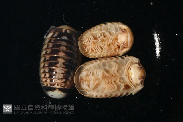 雙色木球馬陸藏品圖，第4張