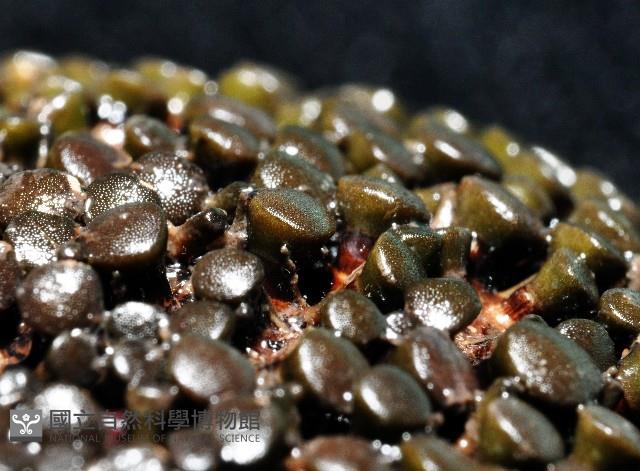 默氏笠海膽藏品圖，第4張
