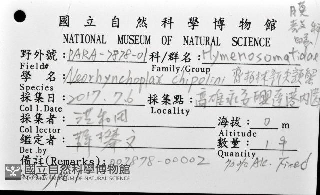 齊柏林新尖額蟹藏品圖，第4張