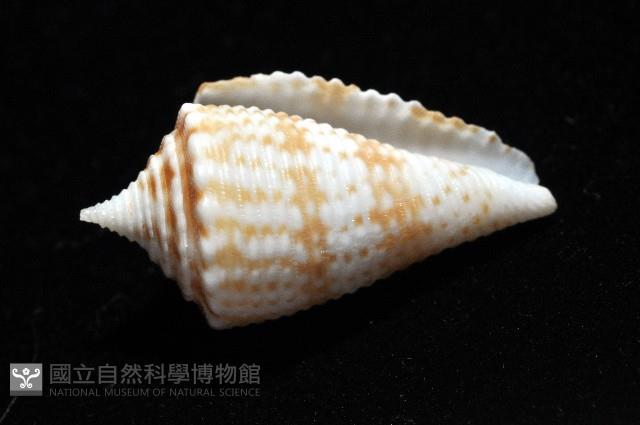 土生芋螺(新種)藏品圖，第4張