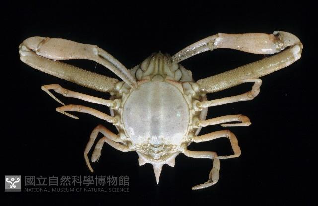 遁行長臂蟹藏品圖，第4張