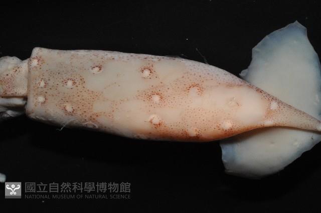 深海玻璃魷魚藏品圖，第4張