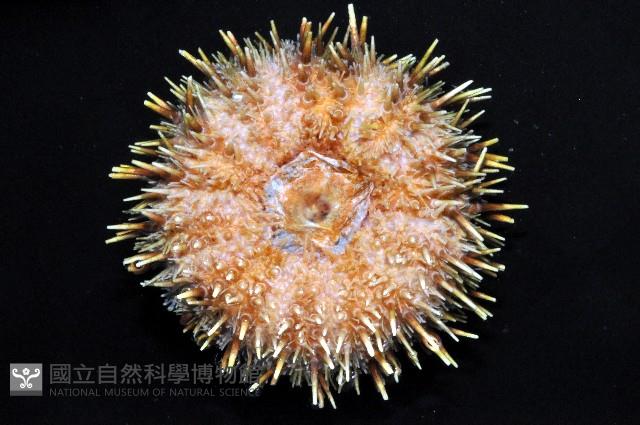 蒼白球海膽藏品圖，第4張