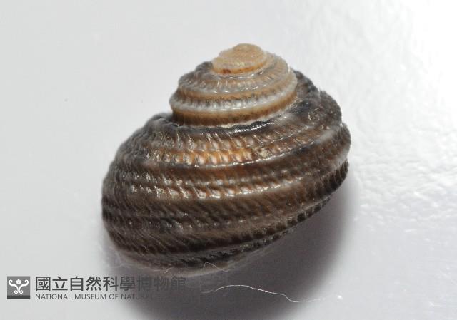 琉金雕鐘螺藏品圖，第4張