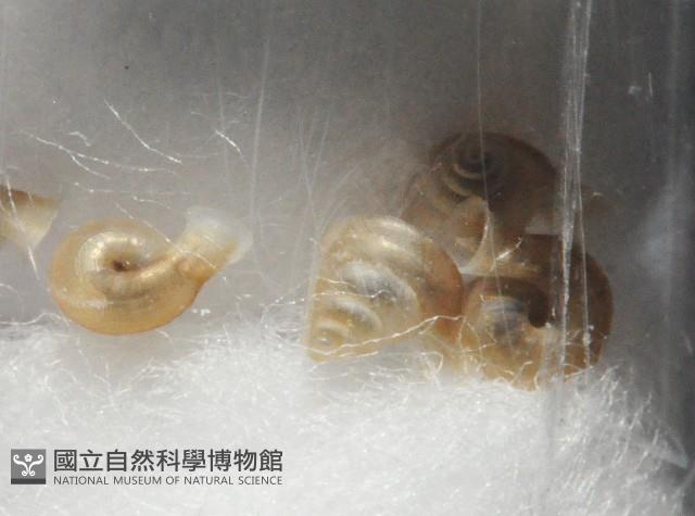 墾丁高口蝸藏品圖，第4張