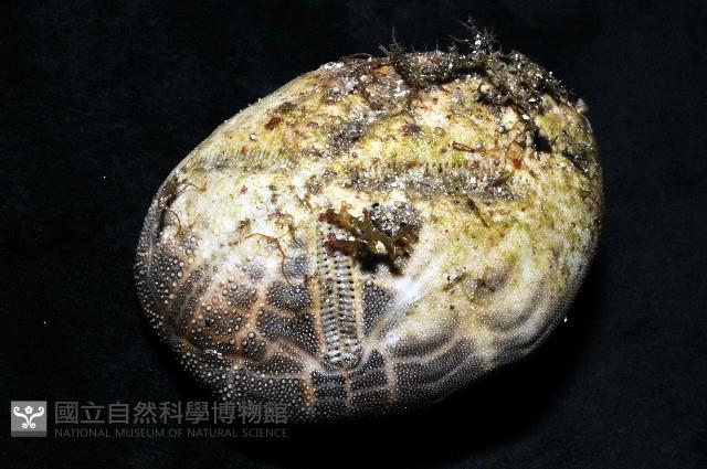 心形海壺藏品圖，第4張