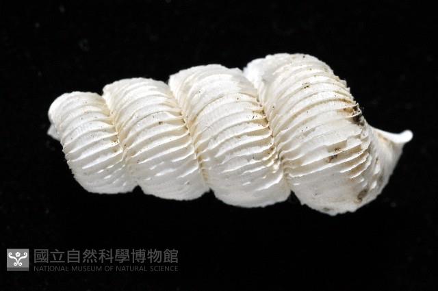 新種綺螄螺藏品圖，第4張