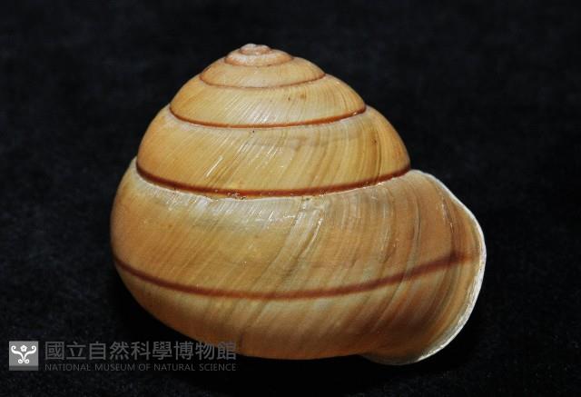 金崙栗蝸藏品圖，第4張