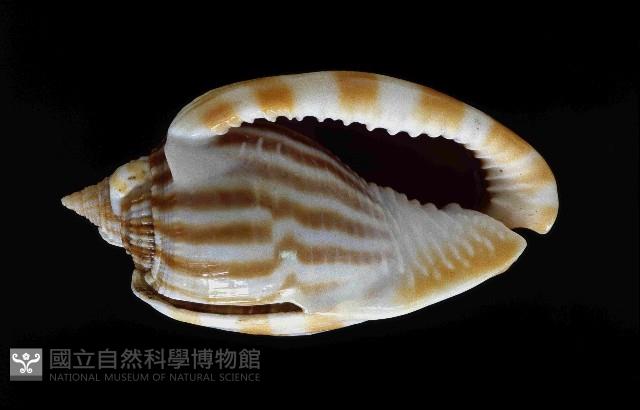 條紋鬘螺藏品圖，第4張