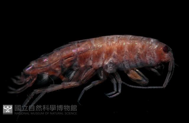新種蘭嶼端足類藏品圖，第4張