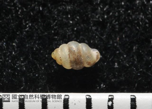 高山台灣芝麻蝸牛藏品圖，第4張