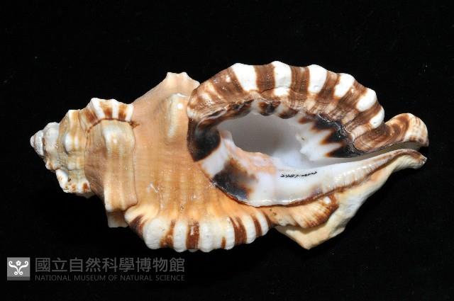 象鼻法螺藏品圖，第4張