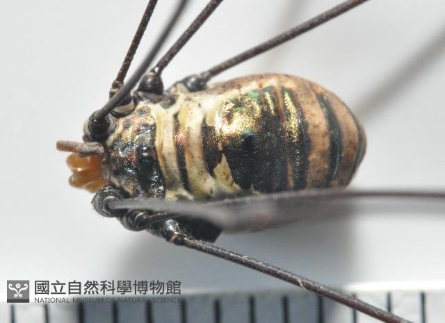 背斑偽盾刺盲蛛藏品圖，第4張